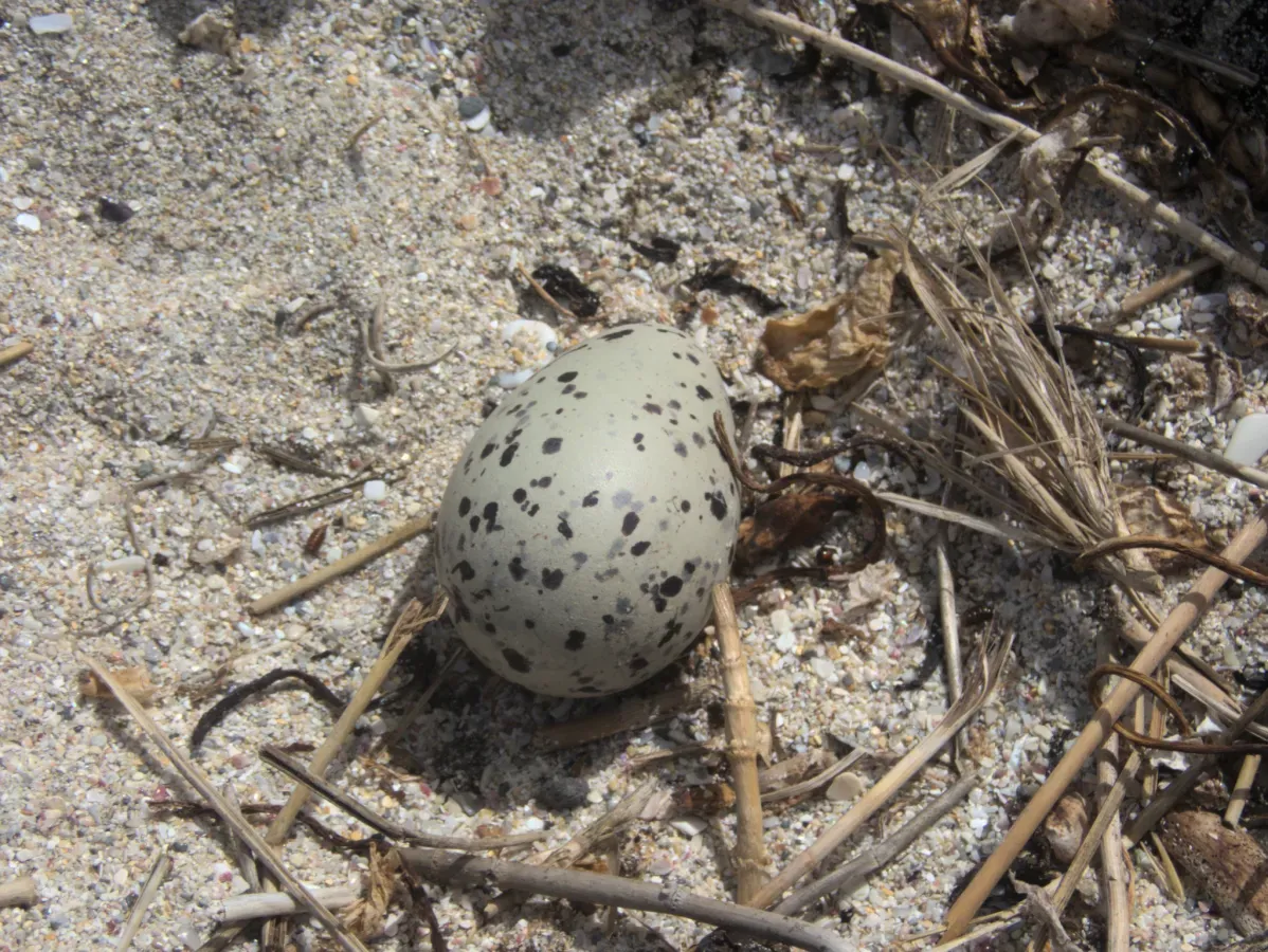 File:Haematopus chathamensis 109327028.jpg