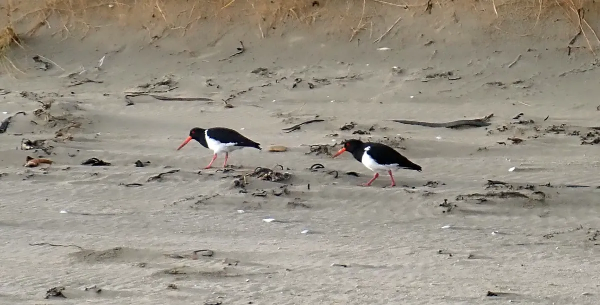 File:Haematopus chathamensis 79757623.jpg