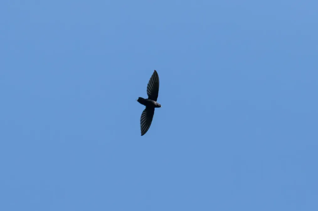 File:Rhaphidura leucopygialis 190848021.jpg