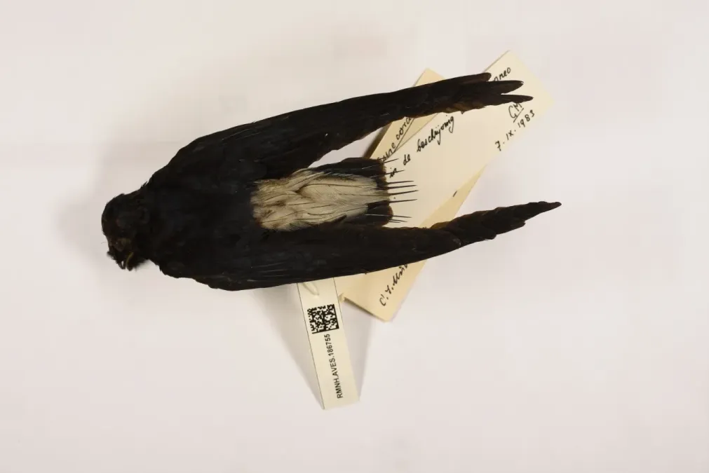 File:Rhaphidura leucopygialis 007985845-RMNH.AVES.186755 dors.jpg