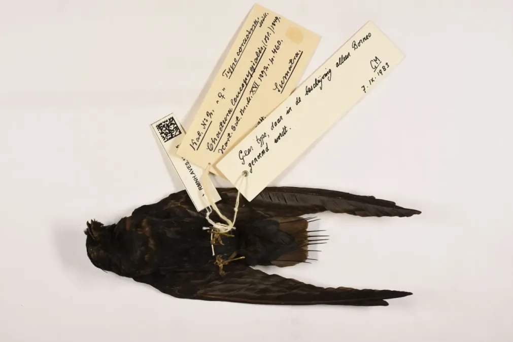 File:Rhaphidura leucopygialis 007985833-RMNH.AVES.186755 vent.jpg