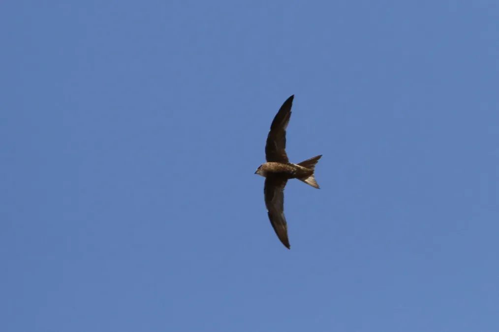 File:Apus berliozi 92256731.jpg