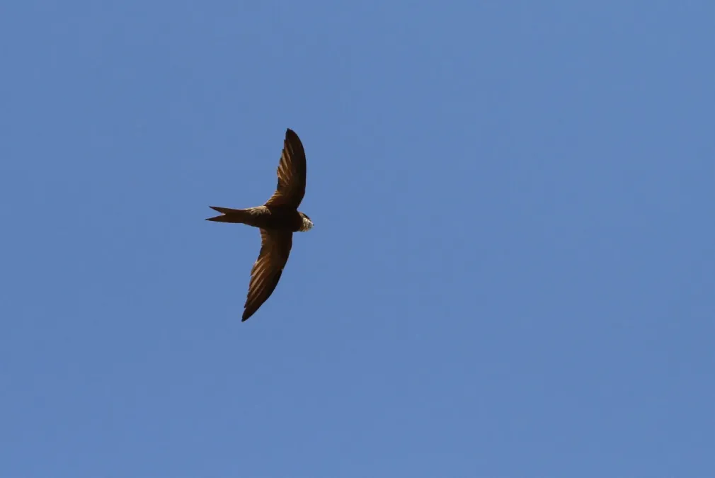 File:Apus berliozi 92256742.jpg