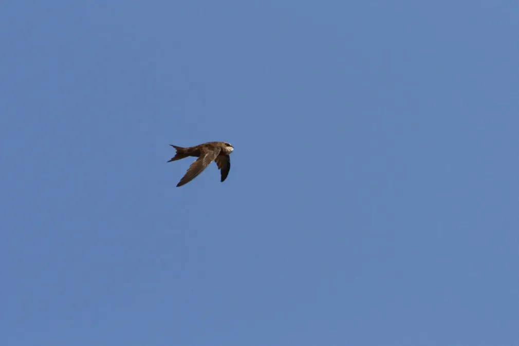 File:Apus berliozi 92256738.jpg