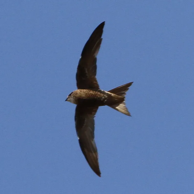 File:Apus berliozi 92256731 (cropped).jpg