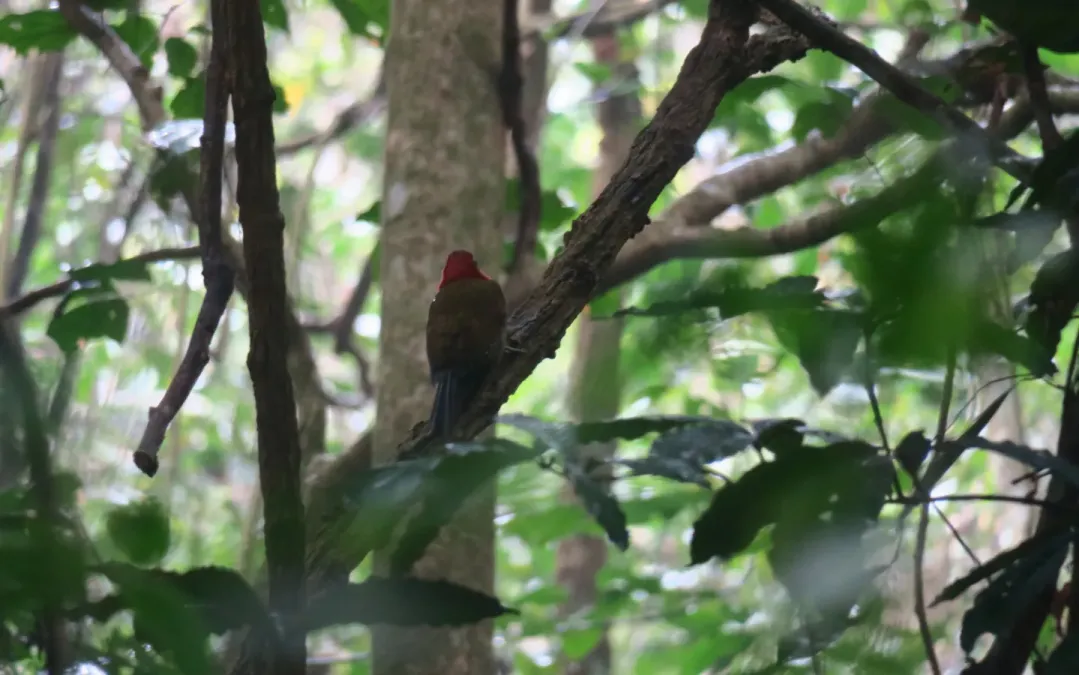File:Picus rabieri 110501810.jpg