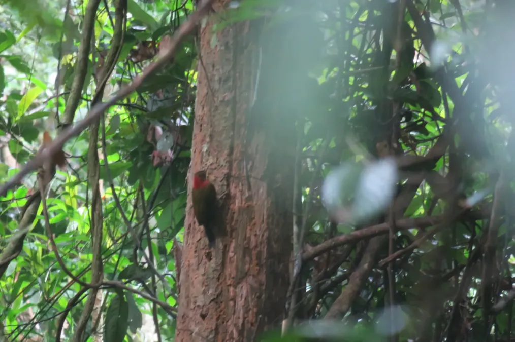 File:Picus rabieri 110501825.jpg