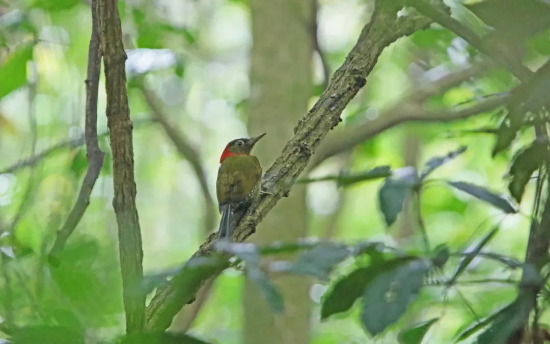 File:Picus rabieri 105892361.jpg