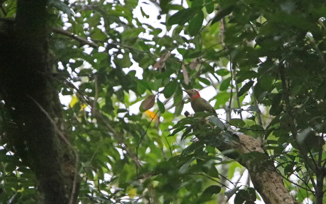 File:Picus rabieri 105891996.jpg