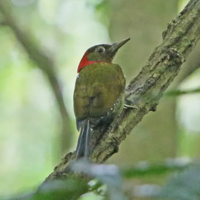 File:Picus rabieri 105892361 (cropped).jpg