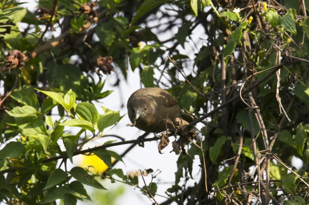 File:Zosterops brunneus 61809047.jpg