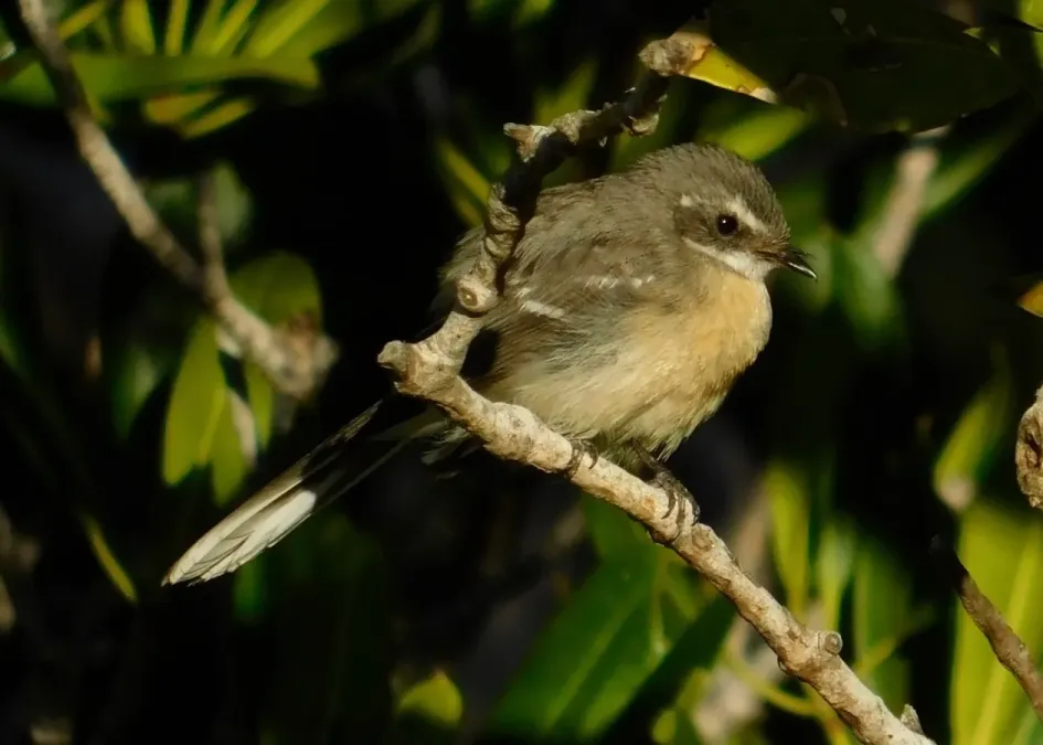 File:Rhipidura phasiana 44662497.jpg