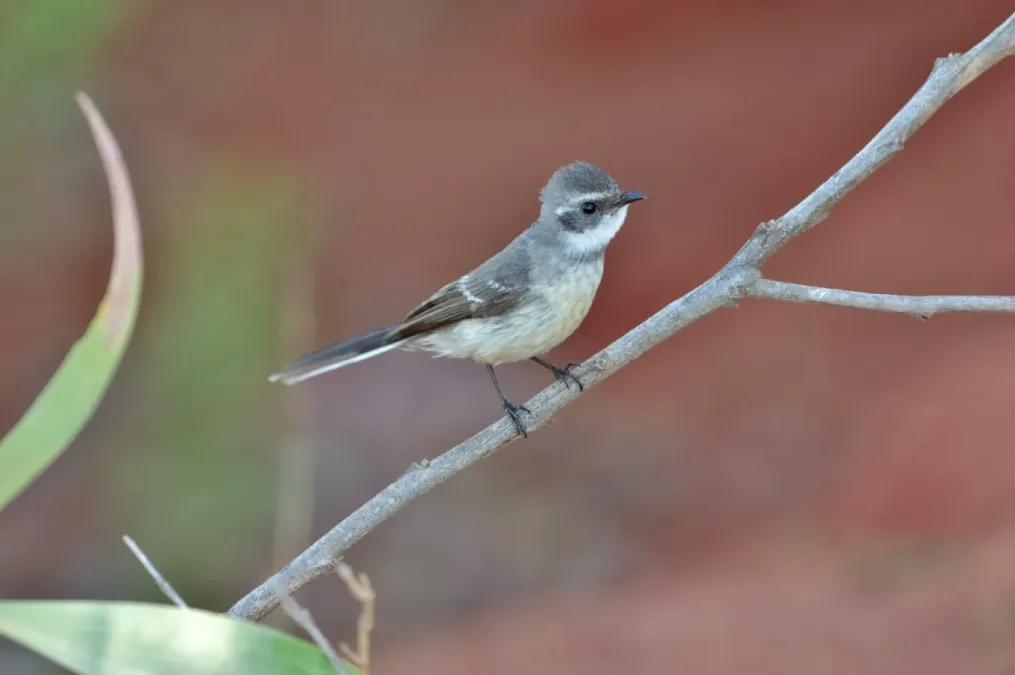 File:Rhipidura phasiana 42378875.jpg