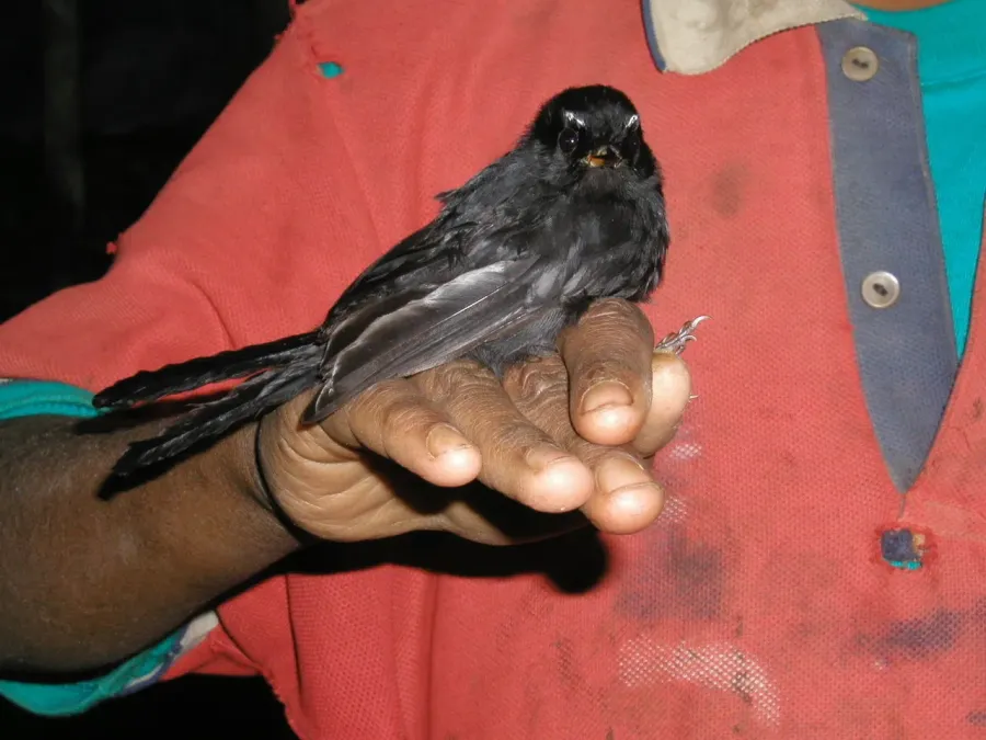 File:Rhipidura atra 82240274.jpg