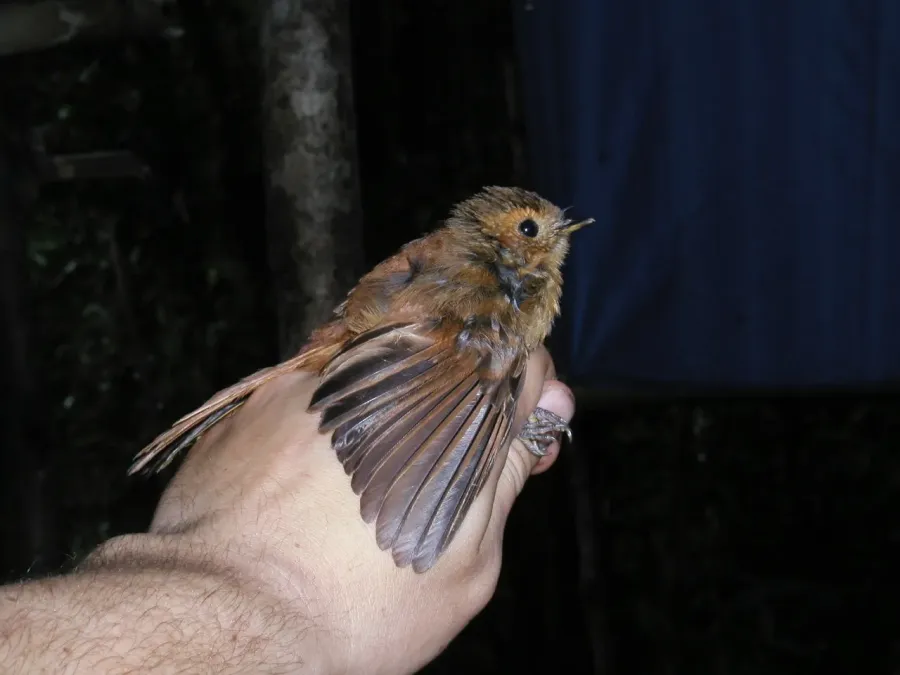 File:Rhipidura atra 82239751.jpg
