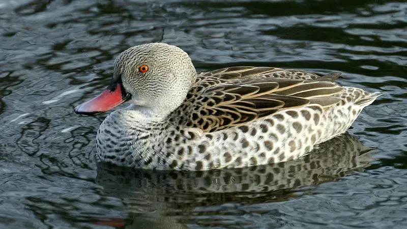 File:Cape Teal (Anas capensis) (1).jpg