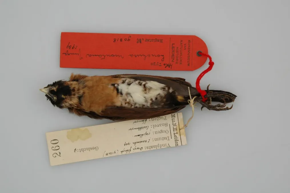 File:Lonchura montana 007634675-RMNH.AVES.90318 a T.jpg