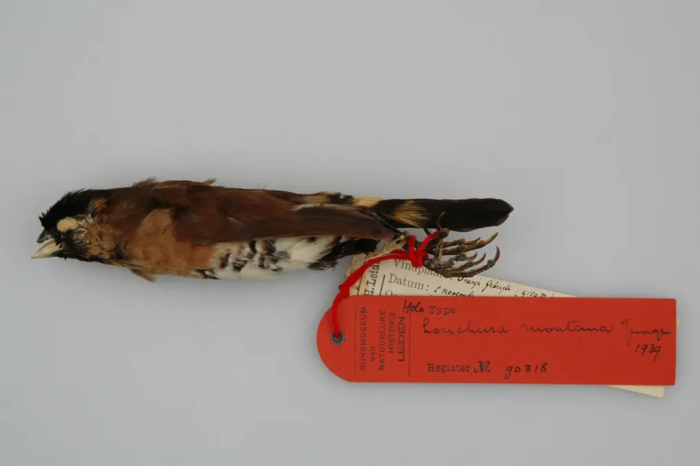 File:Lonchura montana 007633605-RMNH.AVES.90318 c T.jpg