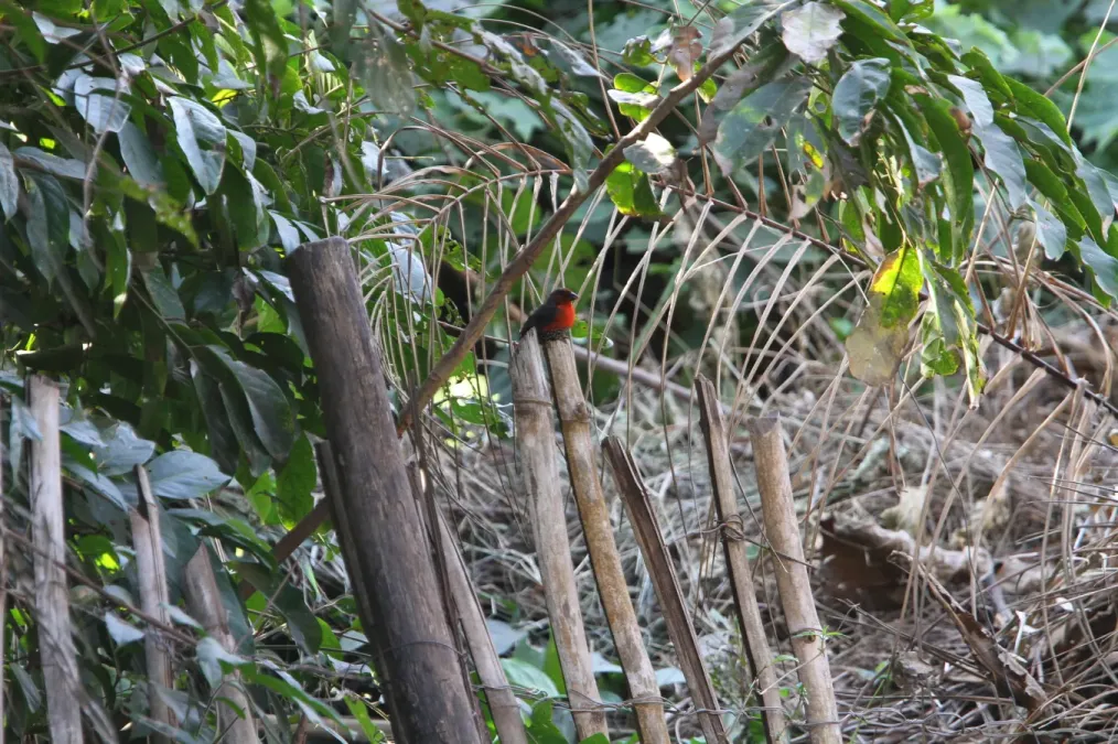File:Spermophaga haematina 94967836.jpg