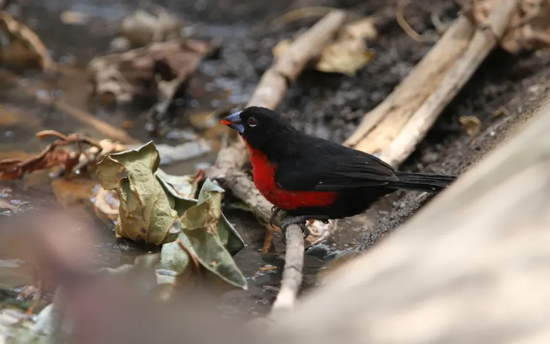 File:Spermophaga haematina 95588684.jpg
