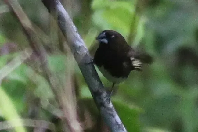 File:Lonchura leucogastra 114832895.jpg