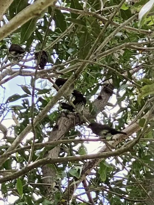File:Lonchura leucogastra 210758036.jpg
