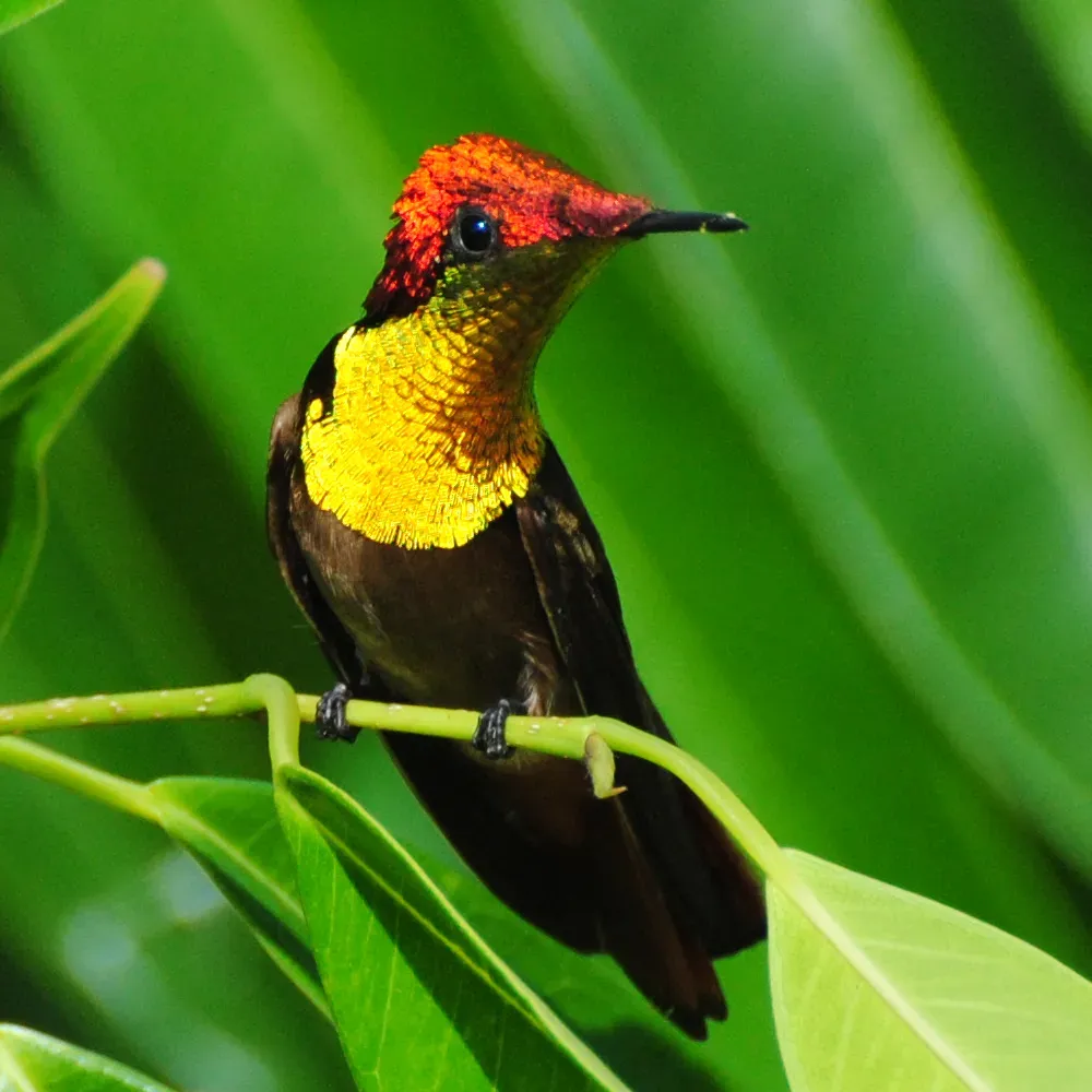 File:Ruby-topaz-hummingbird chrysolampis-mosquitus-7042-cr1.jpg