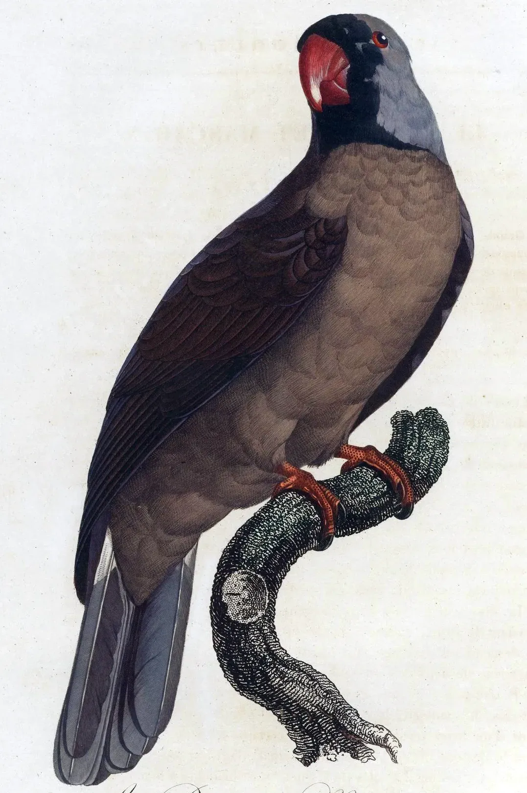 File:Mascarinus mascarinus.jpg