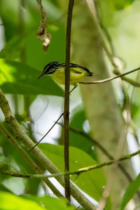 File:Myrmotherula ignota 203758232.jpg