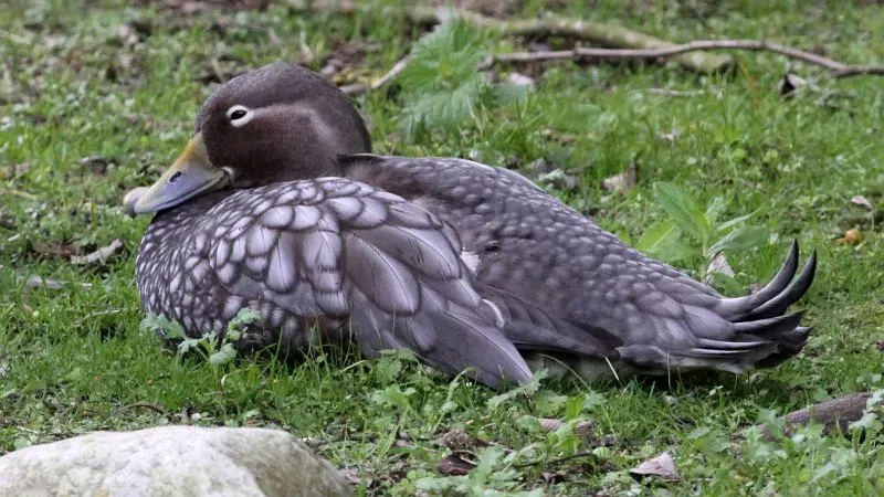 File:Flying Steamer Duck (Tachyeres patachonicus) (5).jpg