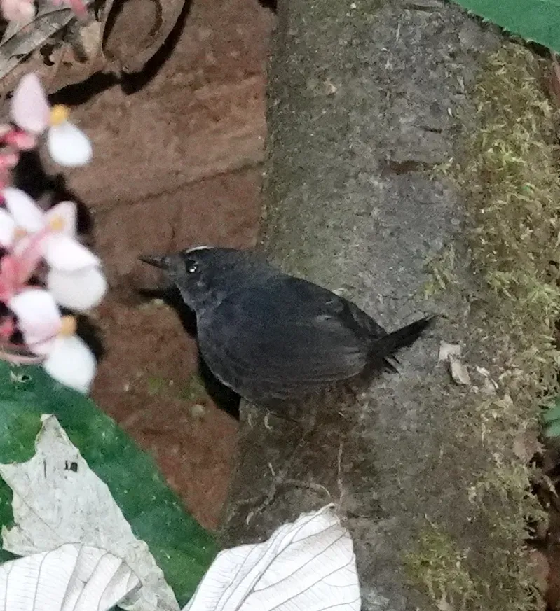 File:Scytalopus sanctaemartae 180499966.jpg