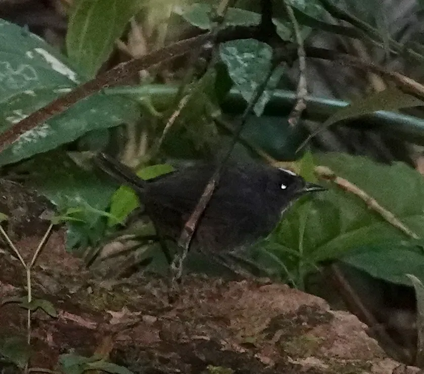 File:Scytalopus sanctaemartae 180499721.jpg