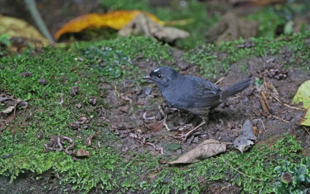 File:Scytalopus atratus 168095436.jpg