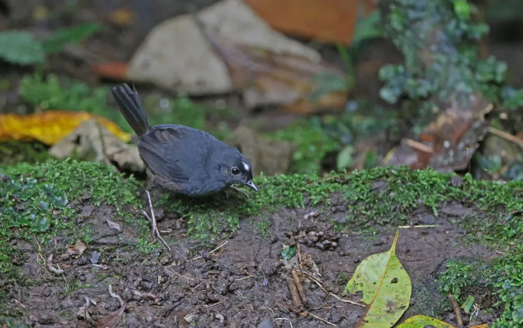 File:Scytalopus atratus 168095673.jpg