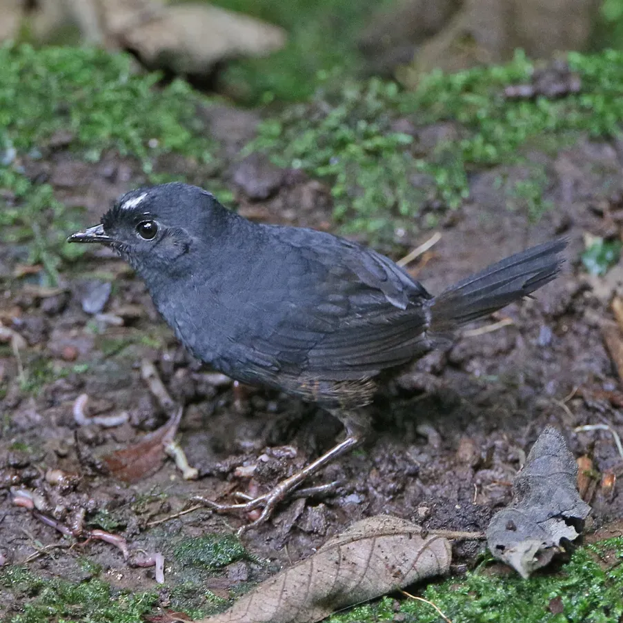 File:Scytalopus atratus 168095436 (cropped).jpg