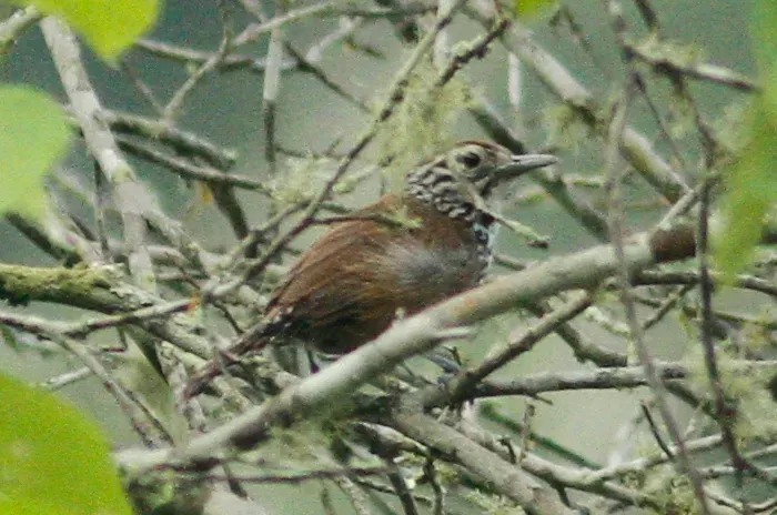 File:Pheugopedius sclateri 12870149.jpg