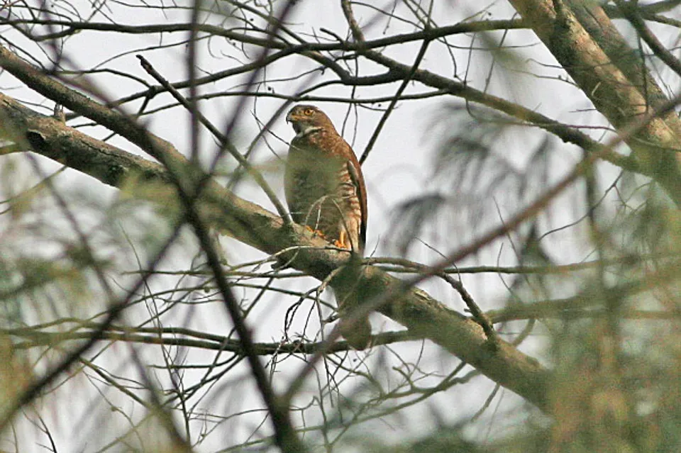 File:Grey-faced Buzzard Butastur indicus - 8080164755.jpg