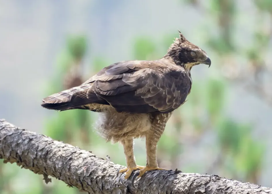 File:Nisaetus nipalensis 220618804.jpg