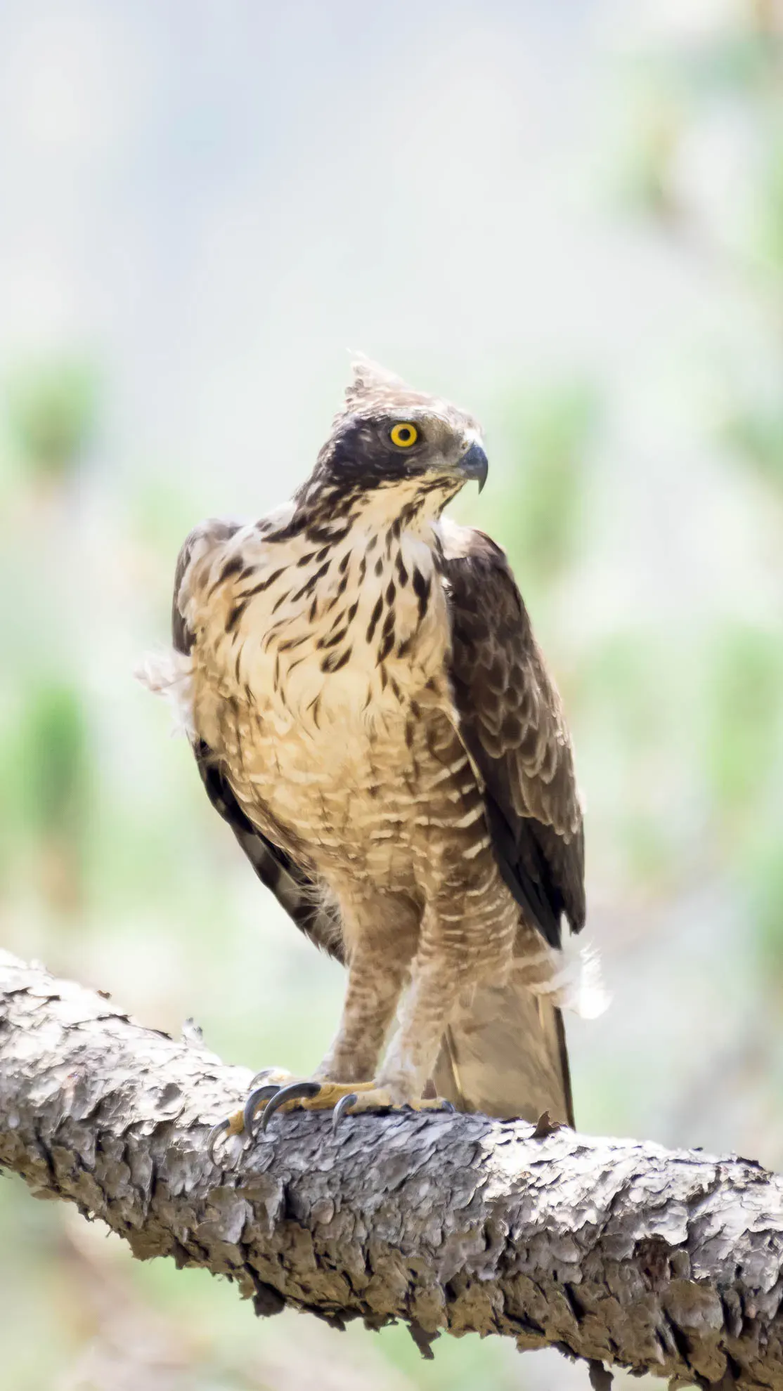 File:Nisaetus nipalensis 220618823.jpg
