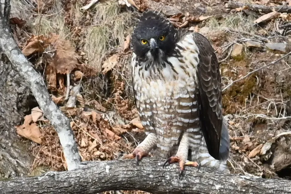 File:Nisaetus nipalensis 182186103.jpg
