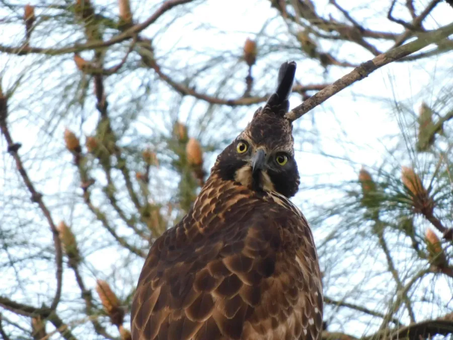 File:Nisaetus nipalensis 185514373.jpg