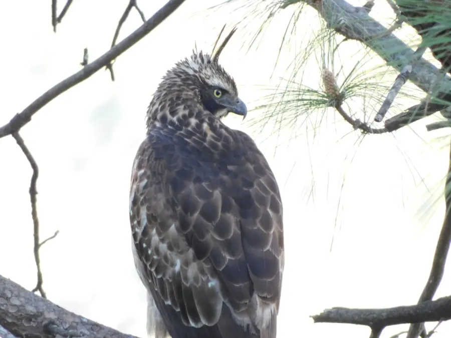 File:Nisaetus nipalensis 174790900.jpg