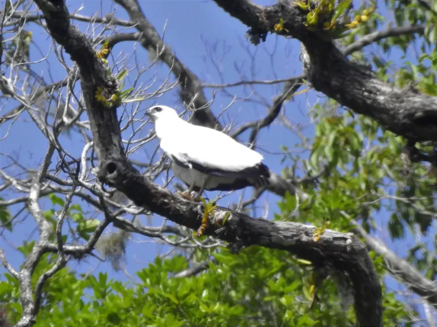 File:Pseudastur albicollis 22394359.jpg