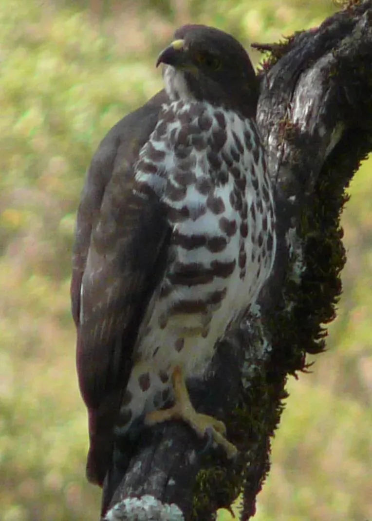 File:Buteo oreophilus 1.jpg