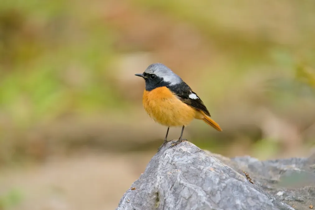 File:Phoenicurus auroreus 2022.jpg