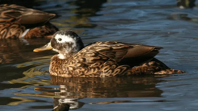 File:Laysan Duck (Anas laysanensis) (2).jpg