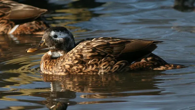 File:Laysan Duck (Anas laysanensis) (3).jpg