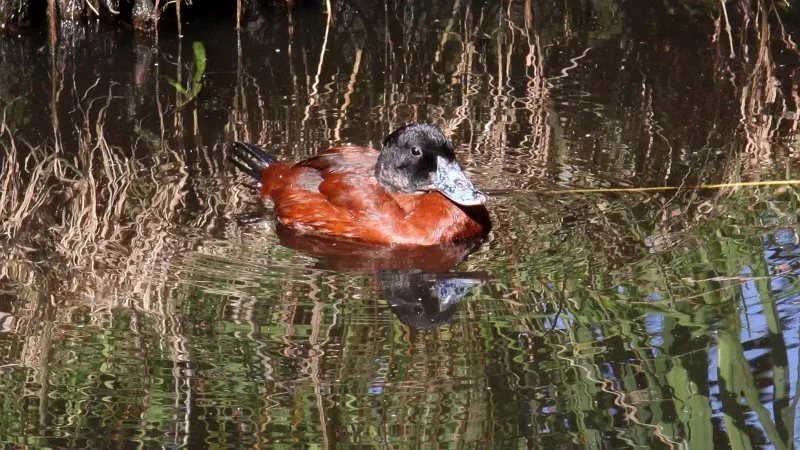 File:Maccoa Duck (Oxyura maccoa) (2).JPG
