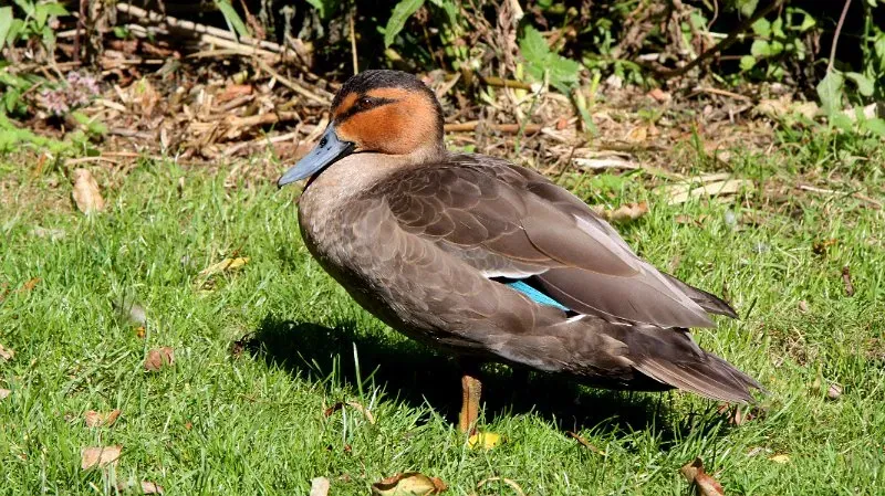 File:Philippine Duck (Anas luzonica) (10).JPG