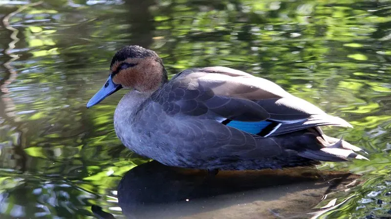 File:Philippine Duck (Anas luzonica) (4).JPG